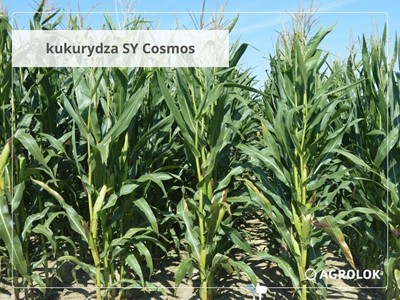 Plonowanie kukurydzy - odmiany wczesne